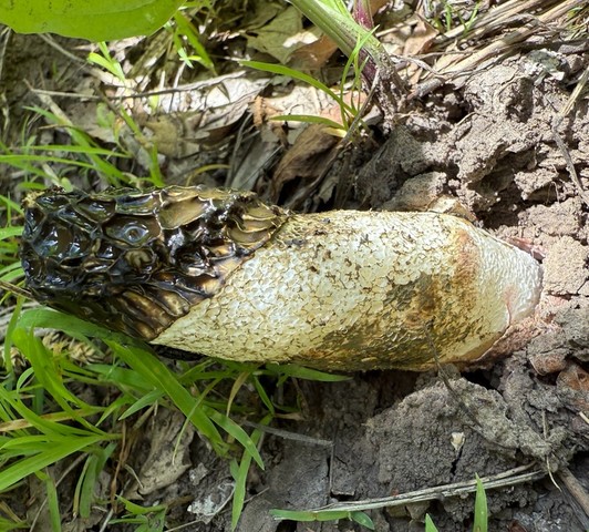 Dune Stinkhorn (Phallus hadriani)