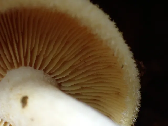 undefined (Tricholomopsis sp-IN01)