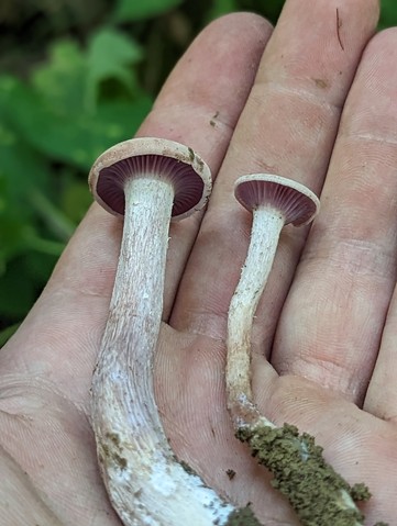 Purple-and-white Deceiver (Laccaria ochropurpurea)