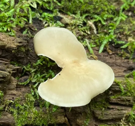 Bay Polypore (Picipes badius)