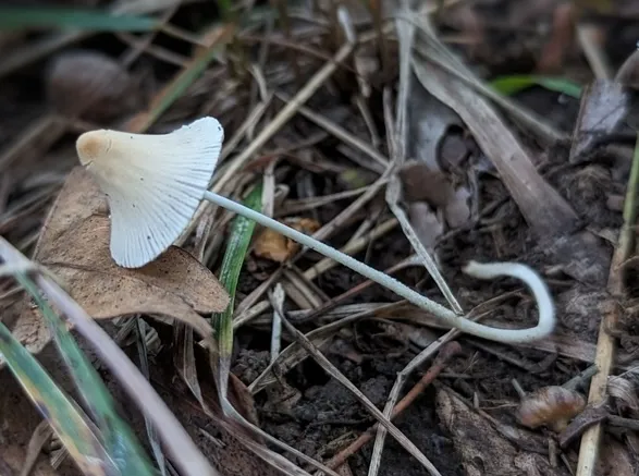 Conocybe apala