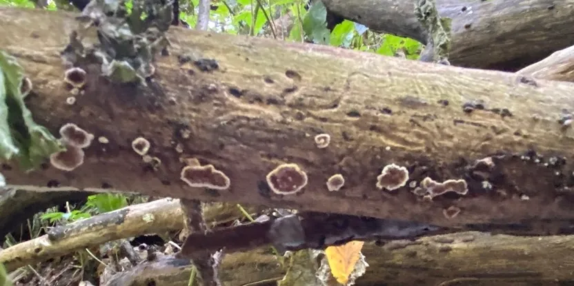 Giraffe Spots (Peniophora albobadia)