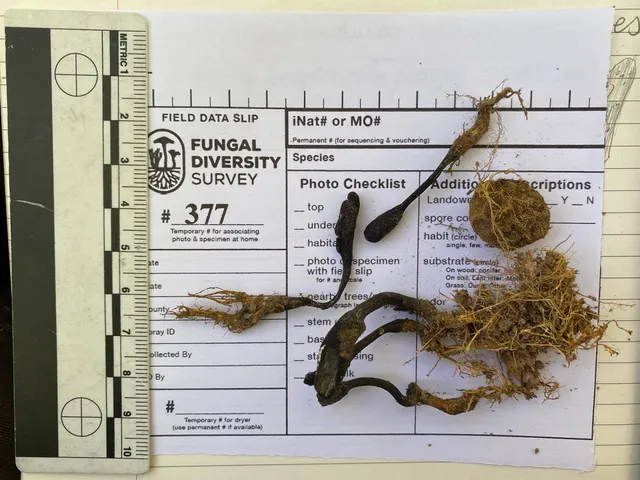Snaketongue Truffleclub (Tolypocladium ophioglossoides)