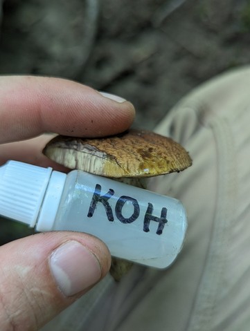 Blue-Staining Oak Leccinellum (Leccinellum quercophilum)