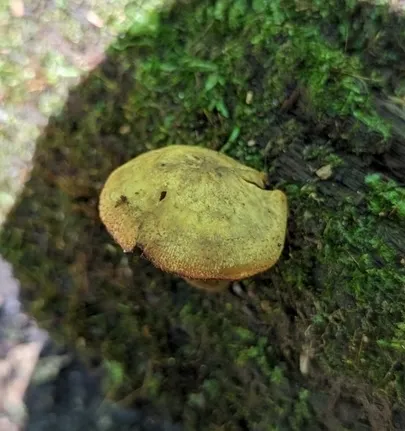 (Tricholomopsis sp-IN01)