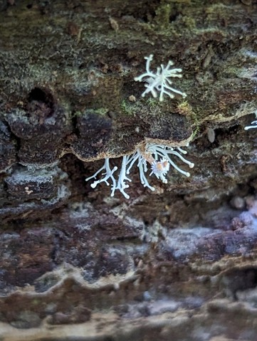 Hypercheeto (Polycephalomycetaceae)