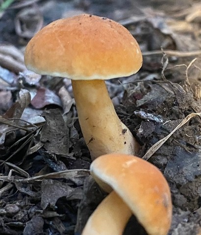 Chestnut Bolete (Gyroporus castaneus-IN07)