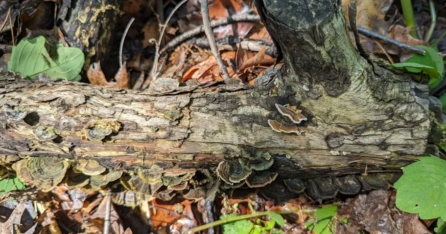 Turkey Tail (Trametes versicolor)