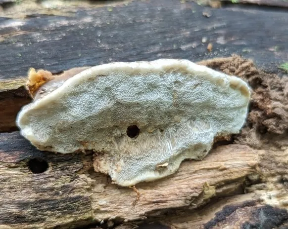 Fomitopsis meliae
