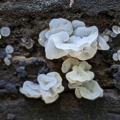 White Jelly Fungus