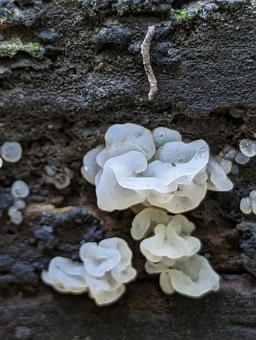 White Jelly Fungus (Ductifera pululahuana)