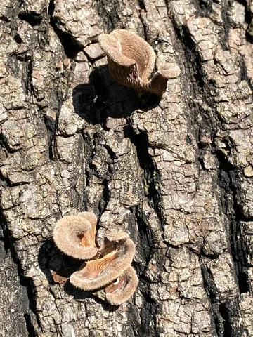 Hairy Oysterling (Panus lecomtei)
