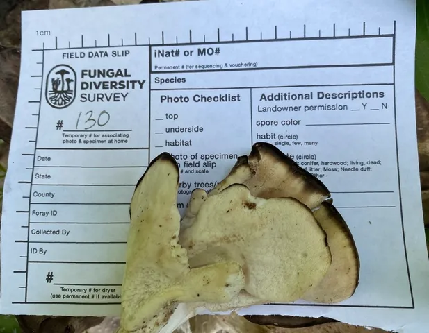 Black-Staining Polypore (Meripilus sumstinei)