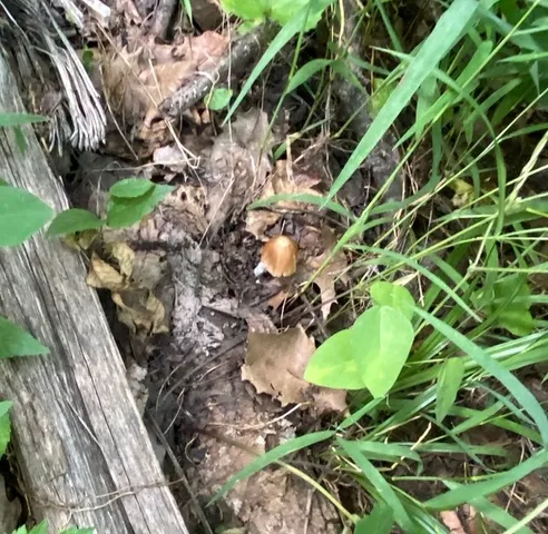 Pale Brittlestem (Candolleomyces candolleanus)