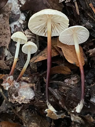 Marasmius delectans