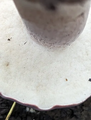 Reddish Brown Bitter Bolete (Tylopilus rubrobrunneus)