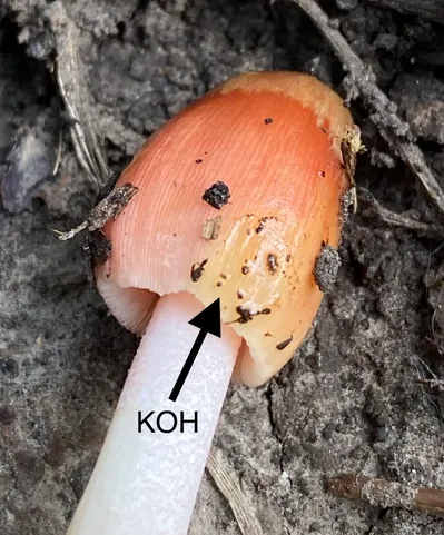 Dung-Loving Bolbitius (Bolbitius coprophilus)