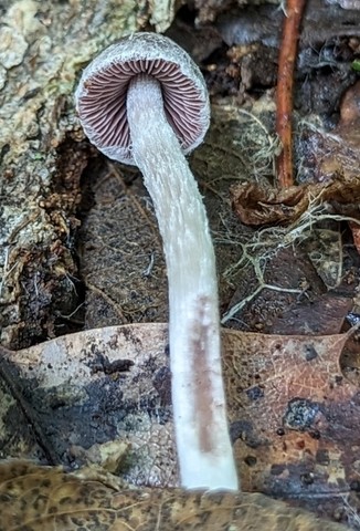 Maroon Brittlestem (Psathyrella bipellis)