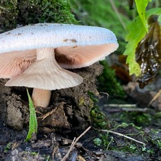 Slinder-Stemmed Agaricus