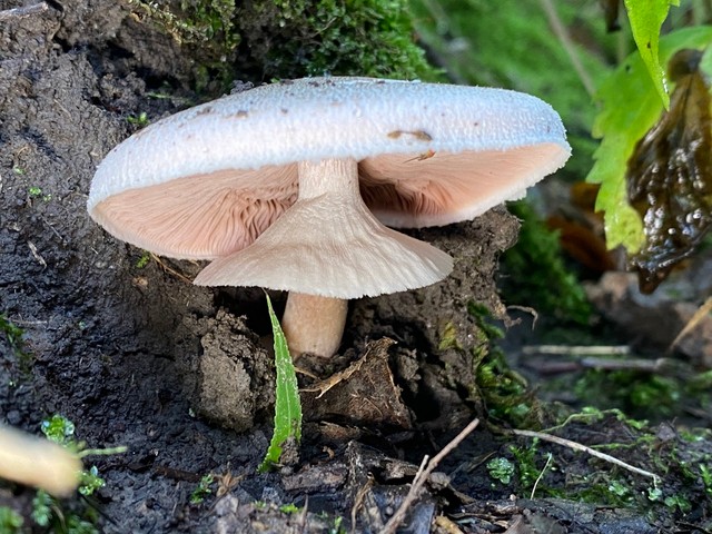 Slinder-Stemmed Agaricus (Agaricus leptocaulis)