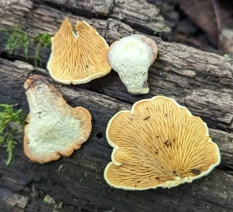 Tapinella panuoides