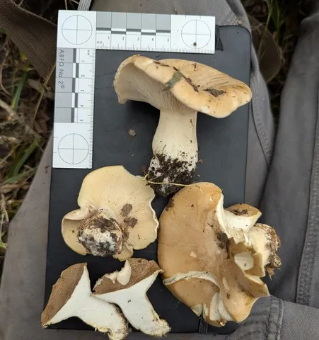 undefined (Harmajaea harperi)