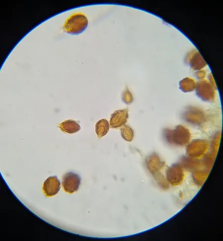 undefined (Hymenogaster spp.)