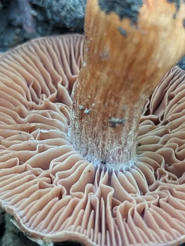 Tiffany's Webcap (Cortinarius tiffanyae)