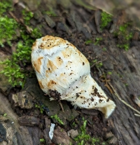 Scaly Ink Cap (Coprinopsis variegata)