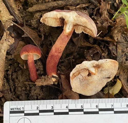 Red Gyroporus (Gyroporus purpurinus)