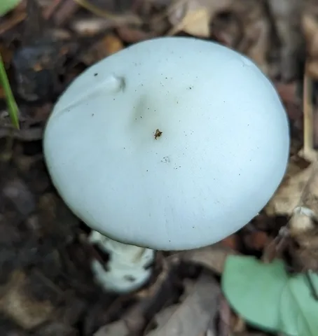 Great Felt Skirt Destroying Angel (Amanita magnivelaris)