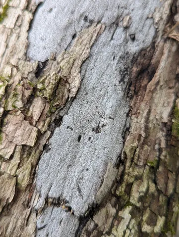Hypoxylon Canker (Biscogniauxia atropunctata)
