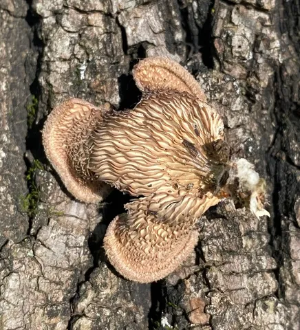 Hairy Oysterling (Panus lecomtei)