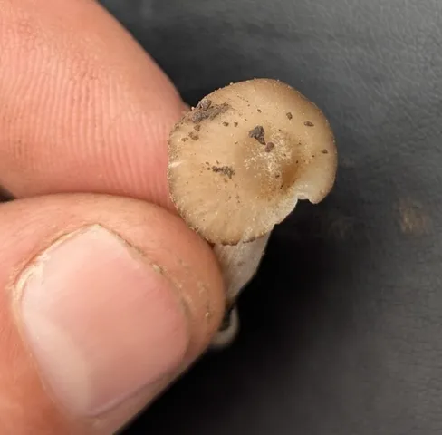 undefined (Entoloma sp. 'IN56')