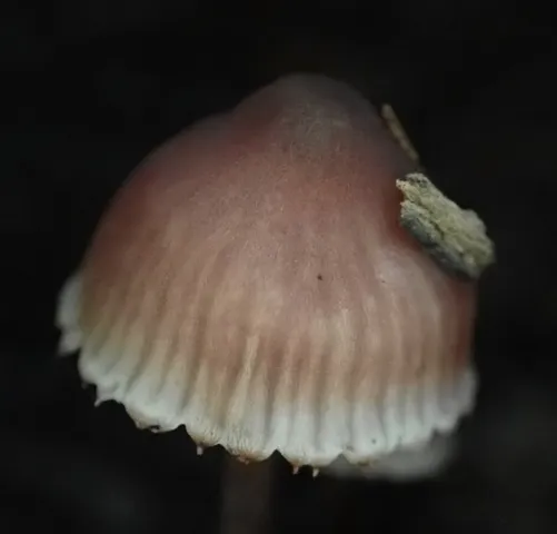 Bleeding Fairy Helmet (Mycena sp. 'haematopus-IN01')