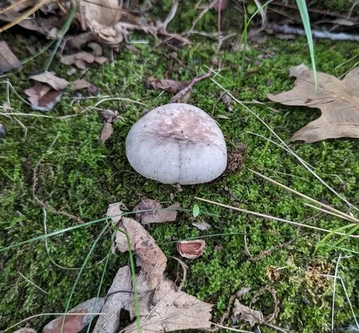 undefined (Russula sp-IN65)