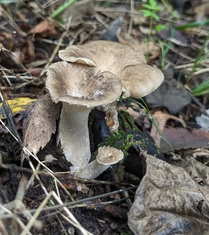 Bay Polypore (Picipes badius)