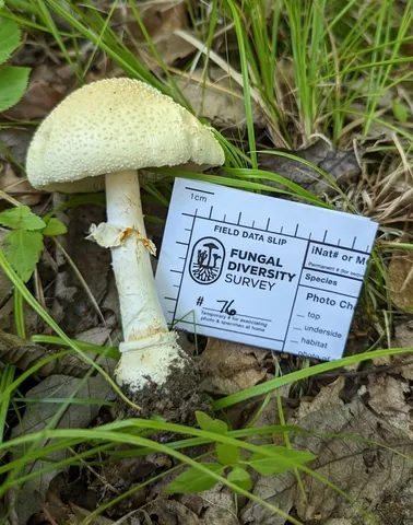 White Panther (Amanita multisquamosa)