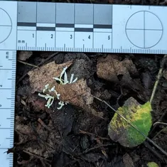 Slinder-Footed Cordyceps