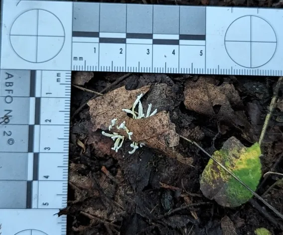 Cordyceps tenuipes