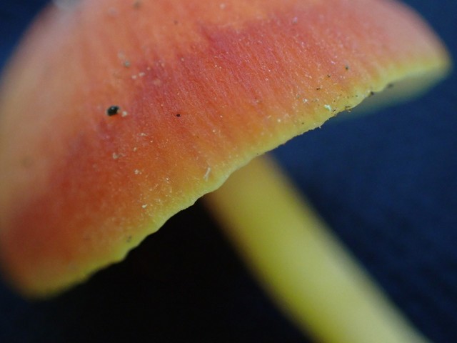 Bitter Waxcap (Hygrocybe mucronella)