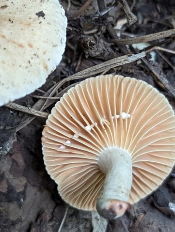 null (Lactarius subplinthogalus)