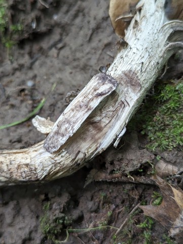 Blue-Staining Oak Leccinellum (Leccinellum quercophilum)