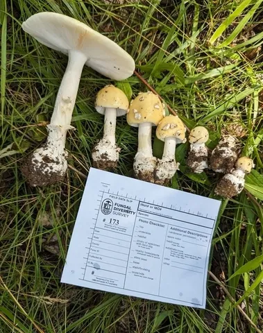 Amanita Subsect. Gemmatae (Amanita sp-IN34)