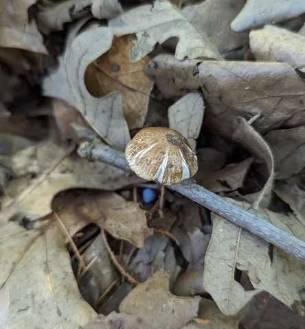 Inocybe sp-IN02