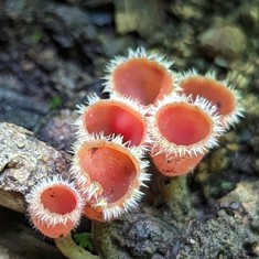 Pink Fringed Faery Cup