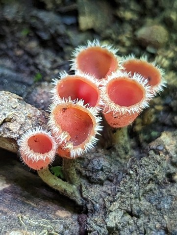 Pink Fringed Faery Cup (Microstoma floccosum)