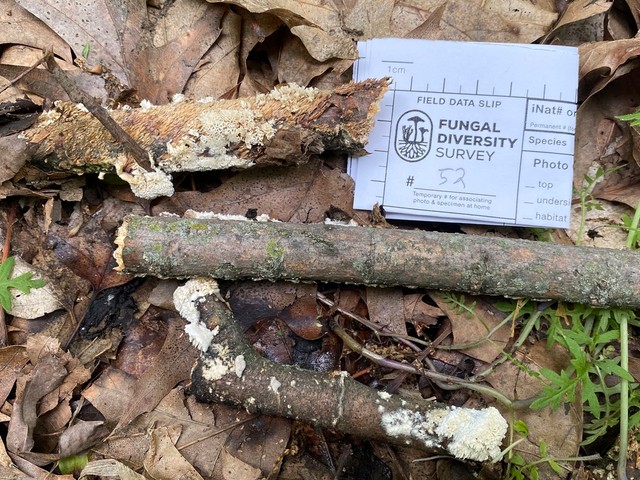 Milk-white Toothed Polypore (Irpex lacteus)