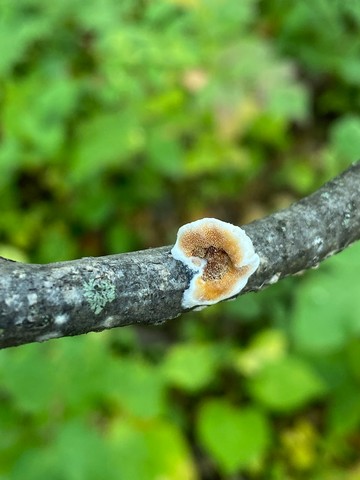 Bicoloured Bracket (Gloeoporus dichrous)