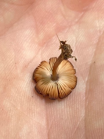 Wine Velvet Shield (Pluteus seticeps)